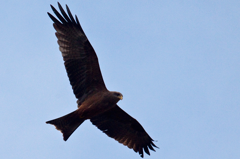 Yellow-billed Kite (Black Kite), West Cape, South Africa