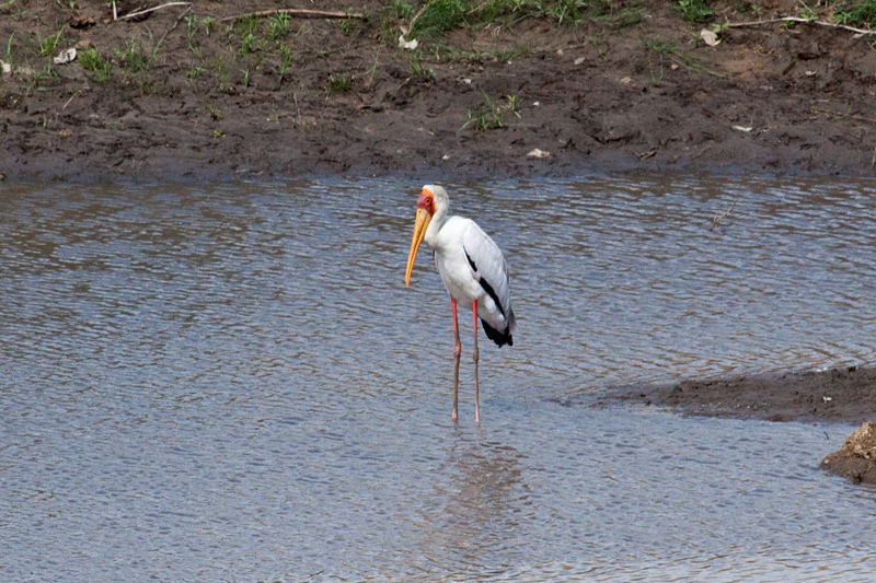 Yellow-billed Stork, Letaba Rest Camp, Kruger National Park, South Africa