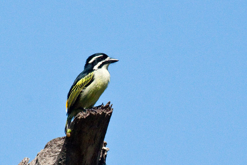 Yellow-rumped Tinkerbird, Ongoye Forest Reserve, KwaZulu-Natal, South Africa, South Africa