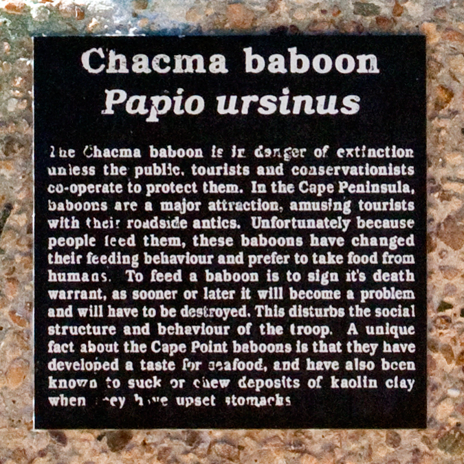 Baboon Statue and Warning Sign, Cape Point, Table Mountain National Park, South Africa