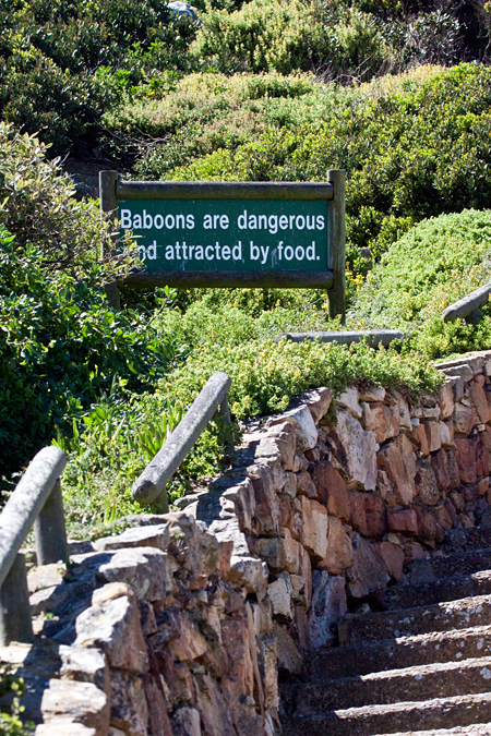 Baboon Statue and Warning Sign, Cape Point, Table Mountain National Park, South Africa