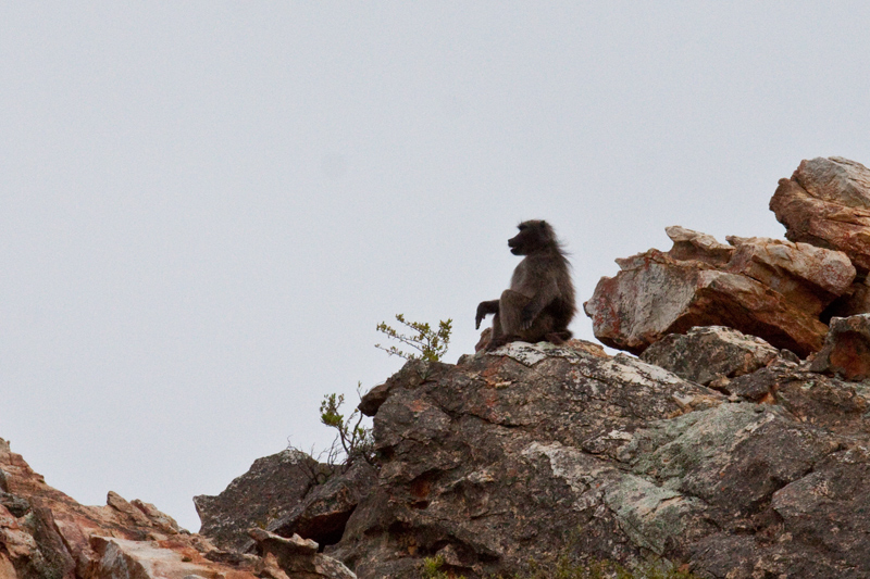 Chacma Baboon, The Karoo, South Africa