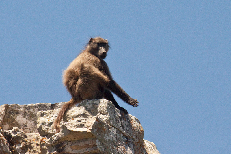 Chacma Baboon, Cape Point, Table Mountain National Park, South Africa