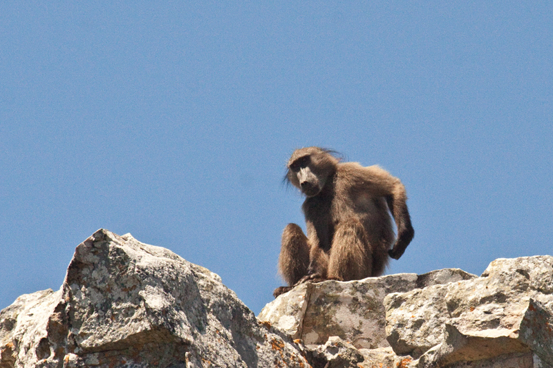 Chacma Baboon, Cape Point, Table Mountain National Park, South Africa