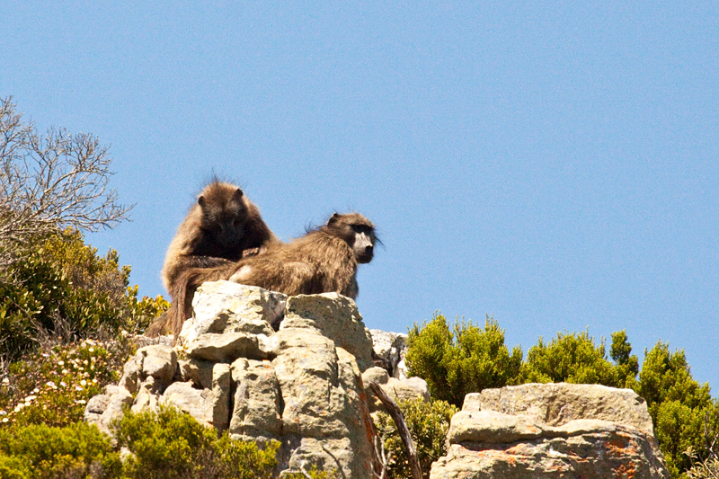 Chacma Baboon, Cape Point, Table Mountain National Park, South Africa