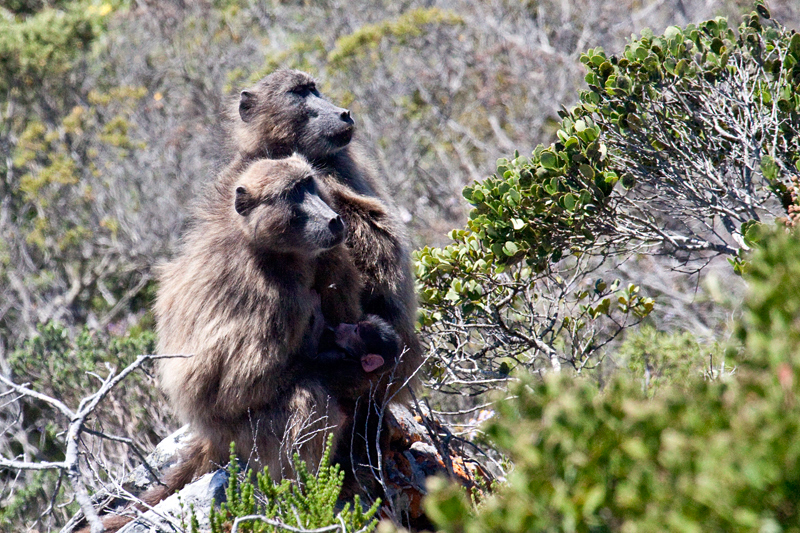 Chacma Baboon, Cape Point, Table Mountain National Park, South Africa