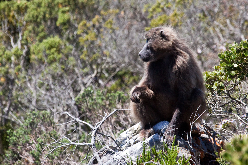 Chacma Baboon, Cape Point, Table Mountain National Park, South Africa