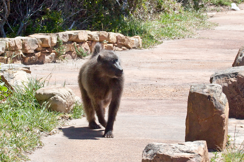 Chacma Baboon, Cape Point, Table Mountain National Park, South Africa