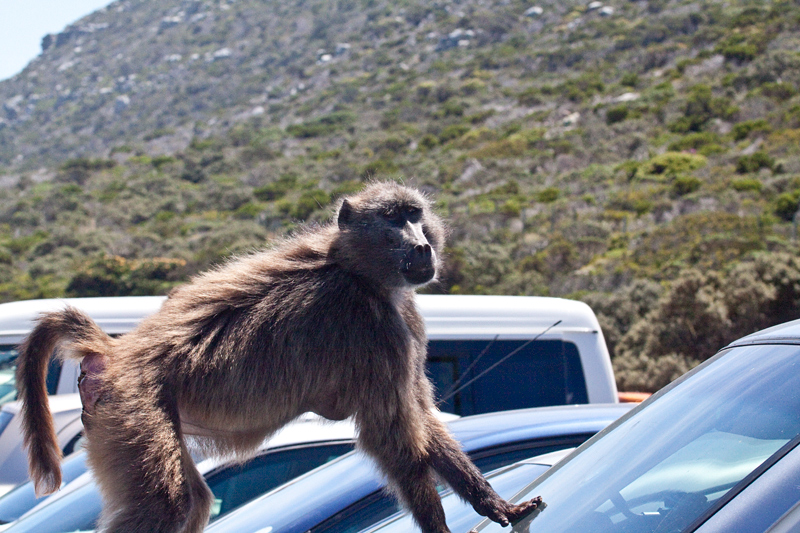 Chacma Baboon, Cape Point, Table Mountain National Park, South Africa