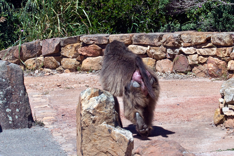 Chacma Baboon, Cape Point, Table Mountain National Park, South Africa