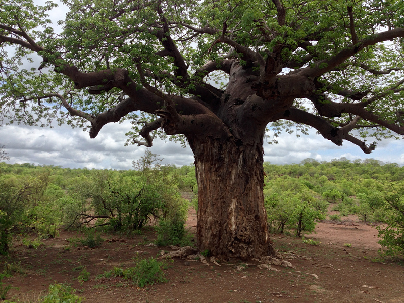 Baobab, Cape Vidal, En Route Letaba to Olifant's Rest Camp, Kruger National Park, South Africa