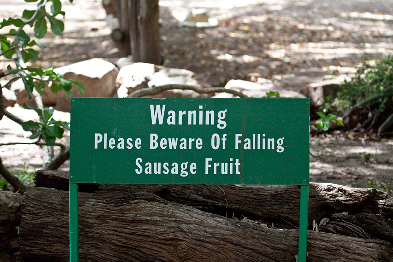 Beware of Falling Sausage Fruit, Letaba Rest Camp, Kruger National Park, South Africa