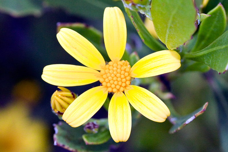 Bietou, Tick Berry-Chrysanthemoides monilifera, Fernkloof Nature Reserve, Hermanus, South Africa