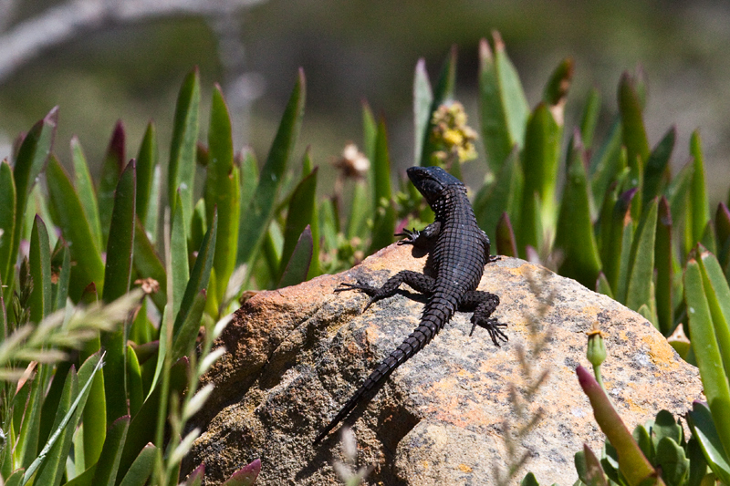 Black Girdled Lizard, Cape Point, Table Mountain National Park, South Africa