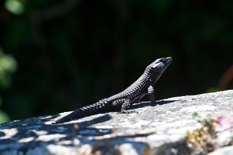 Black Girdled Lizard, Cape Point, Table Mountain National Park, South Africa