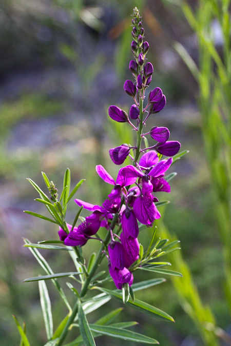 Bloukappie; Purple BroomPolygala virgata, Fernkloof Nature Reserve, Hermanus, South Africa