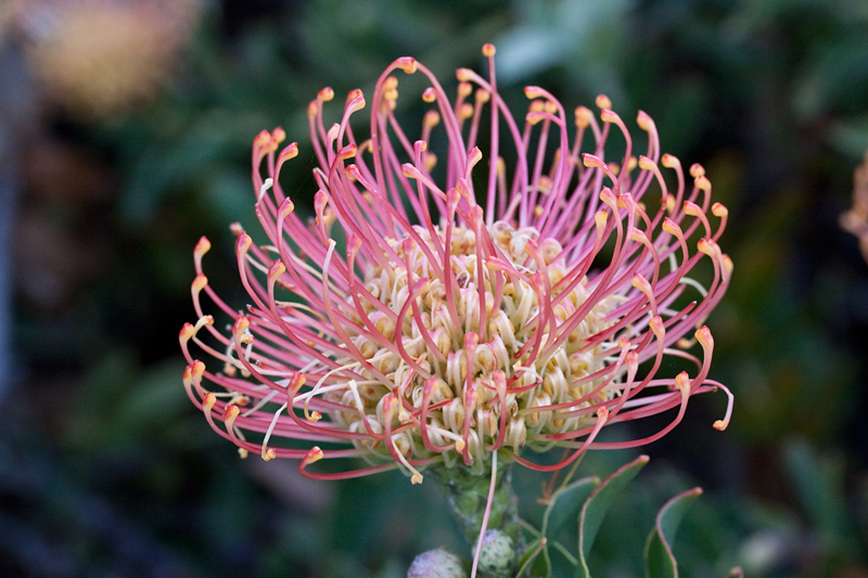 Bobbejaanklou, Pincushion-Leucospermum cordifolium, Fernkloof Nature Reserve, Hermanus, South Africa