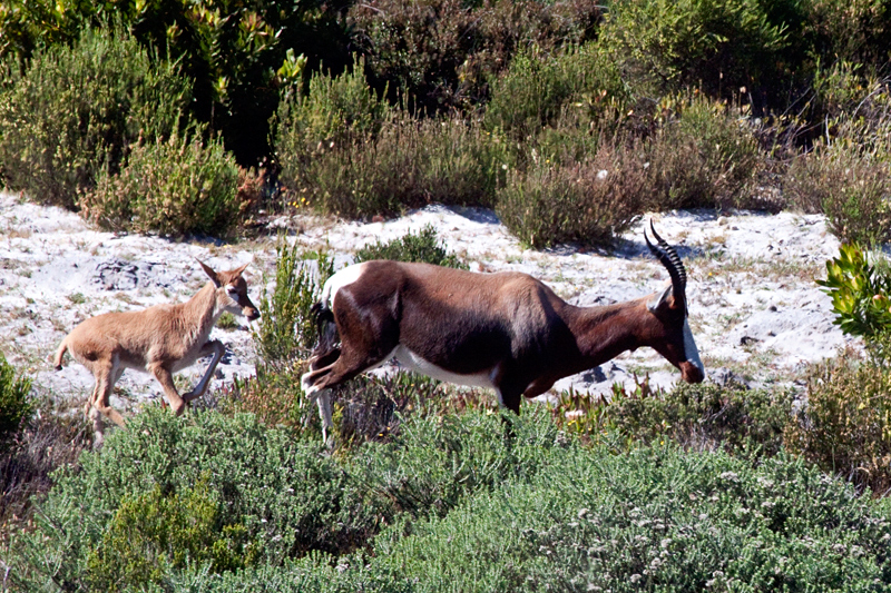 Bontebok, Cape Point, Table Mountain National Park, South Africa