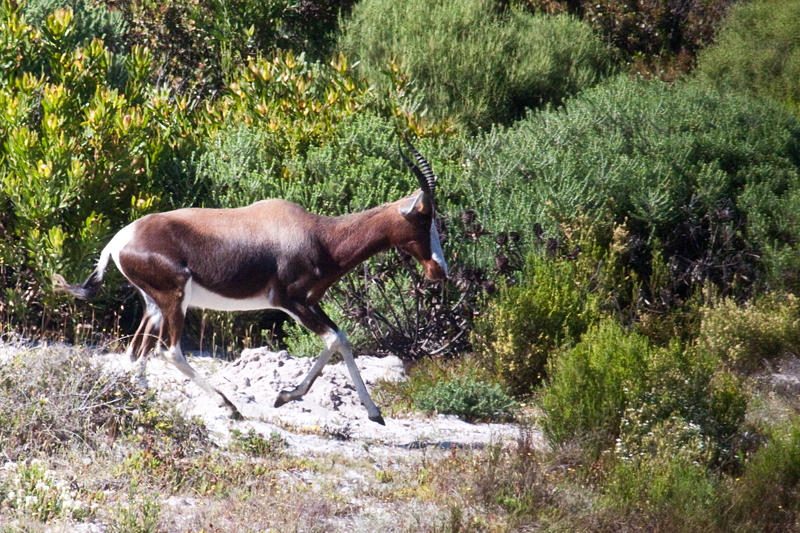 Bontebok, Cape Point, Table Mountain National Park, South Africa