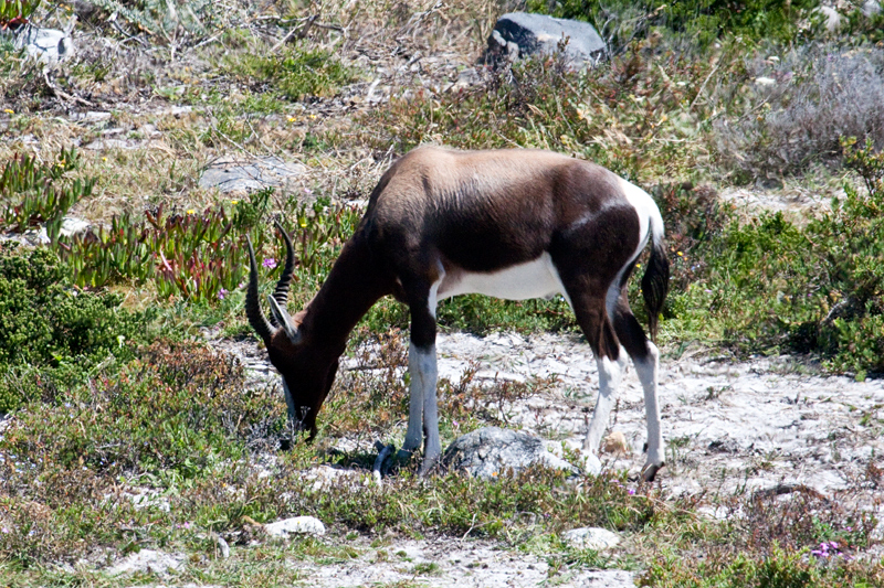 Bontebok, Cape Point, Table Mountain National Park, South Africa