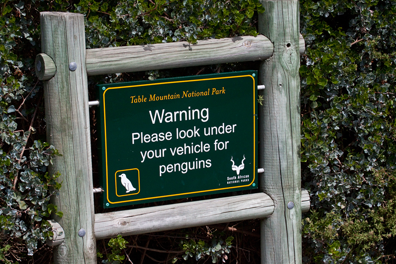 Look for Penguins, Boulders Beach, Table Mountain National Park, South Africa