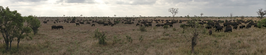 A Herd of African Buffalo, Near Olifant's Rest Camp, Kruger National Park, South Africa