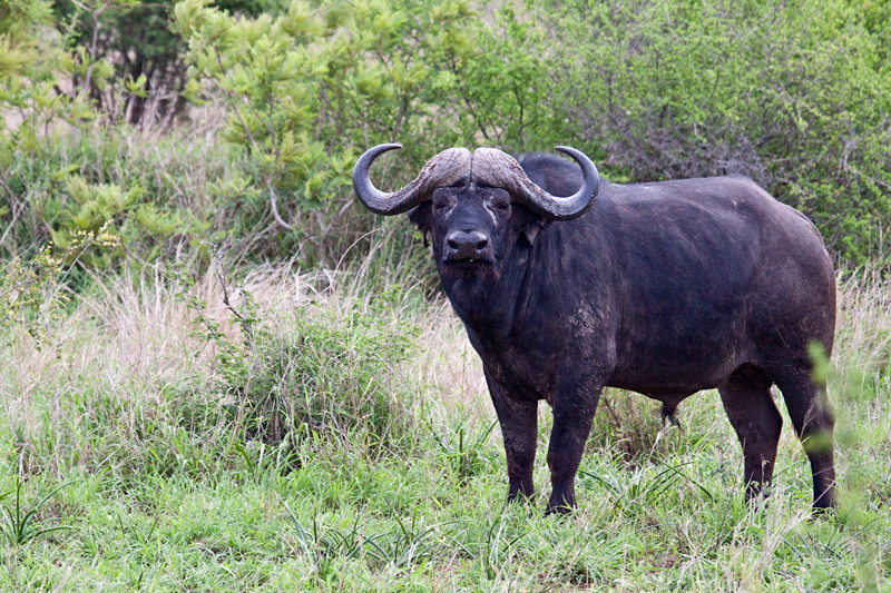 African Buffalo, En Route Skukuza to Olifant's Rest Camp, Kruger National Park, South Africa