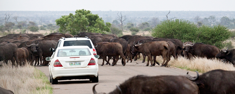 A Herd of African Buffalo, Near Olifant's Rest Camp, Kruger National Park, South Africa