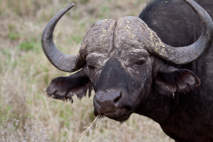 African Buffalo, Near Olifant's Rest Camp, Kruger National Park, South Africa