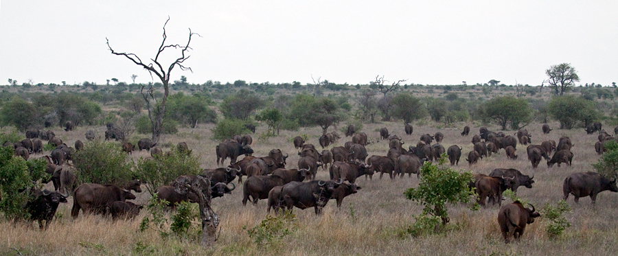 African Buffalo, Near Olifant's Rest Camp, Kruger National Park, South Africa