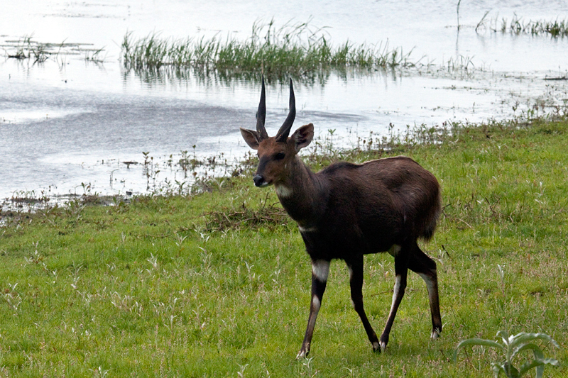 Bushbuck, Cape Vidal, iSimangaliso Wetland Park, KwaZulu-Natal, South Africa