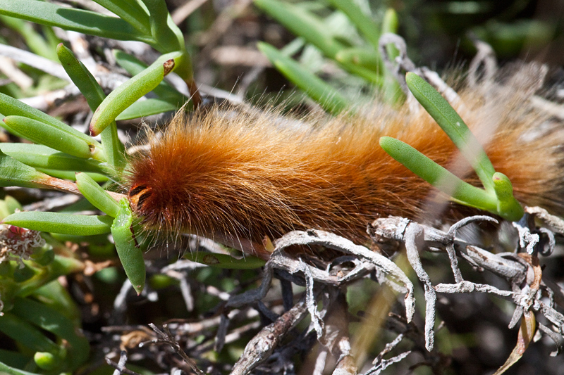 Caterpillar, West Coast National Park, South Africa