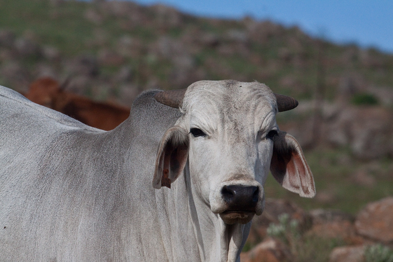 Cattle, Dullstroom, South Africa