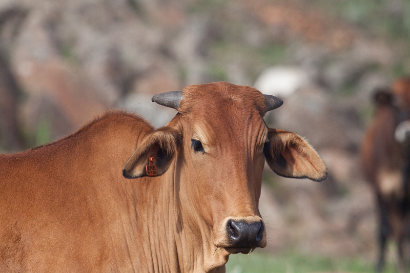 Cattle, Dullstroom, South Africa