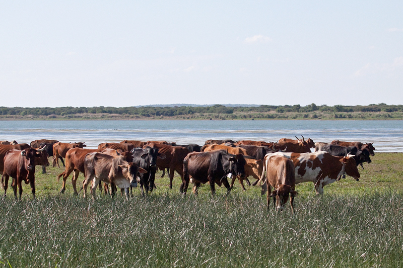 Cattle, Mkhombo Dam Nature Reserve, South Africa