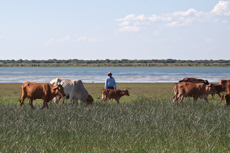 Cattle, Mkhombo Dam Nature Reserve, South Africa