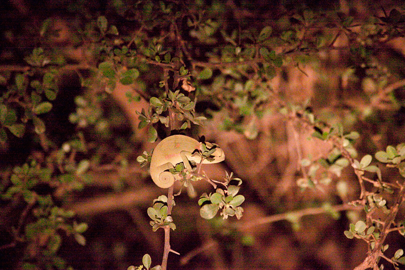 Flap-necked Chameleon, Night Drive out of Olifant's Rest Camp, Kruger National Park, South Africa