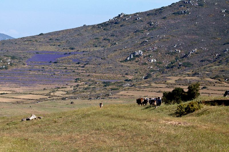 Cape Countryside, South Africa