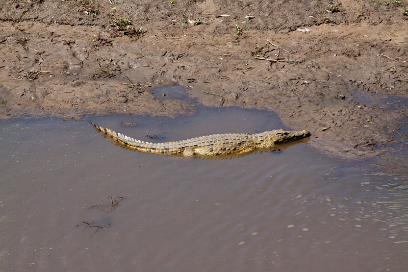 Nile Crocodile, Letaba Rest Camp, Kruger National Park, South Africa