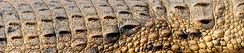 Nile Crocodile,  Letaba Rest Camp, Kruger National Park, South Africa