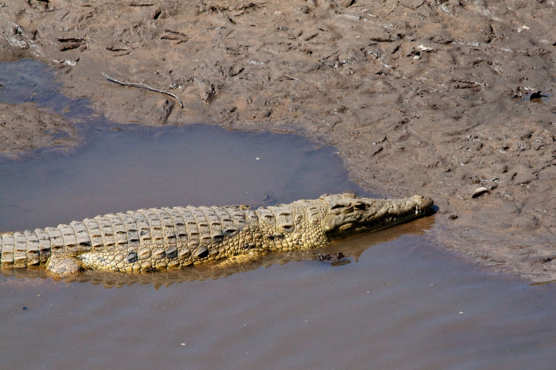 Nile Crocodile, Letaba Rest Camp, Kruger National Park, South Africa