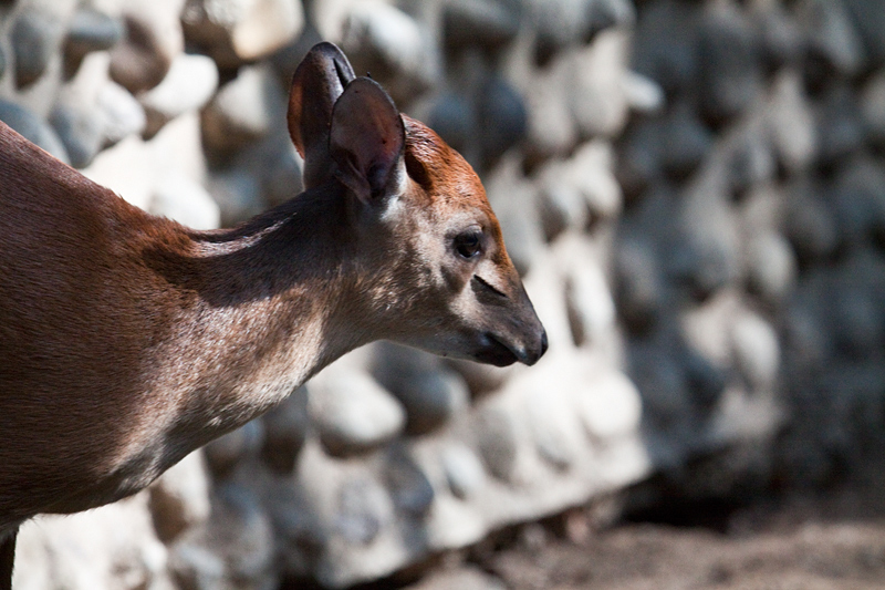 Red Duiker, Cape Vidal, iSimangaliso Wetland Park, KwaZulu-Natal, South Africa