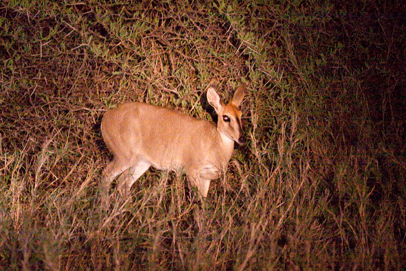 Common Duiker, Night Drive out of Satara Rest Camp, Kruger National Park, South Africa