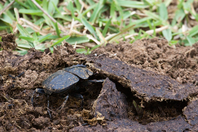 Dung Beetle, Cape Vidal, iSimangaliso Wetland Park, KwaZulu-Natal, South Africa