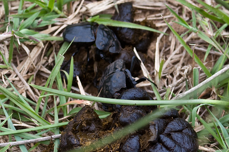 Dung Beetle, Cape Vidal, iSimangaliso Wetland Park, KwaZulu-Natal, South Africa