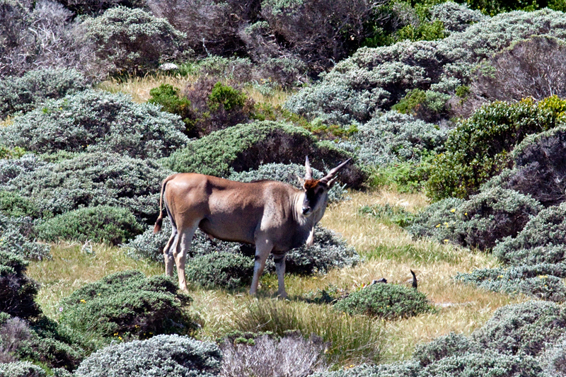 Common Eland, Cape Point, Table Mountain National Park, South Africa