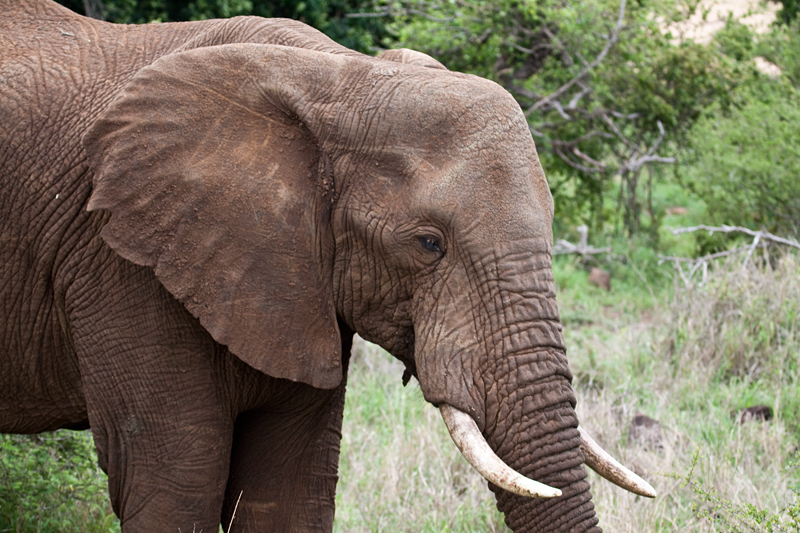 African Elephant, En Route Skukuza to Olifant's Rest Camp, Kruger National Park, South Africa