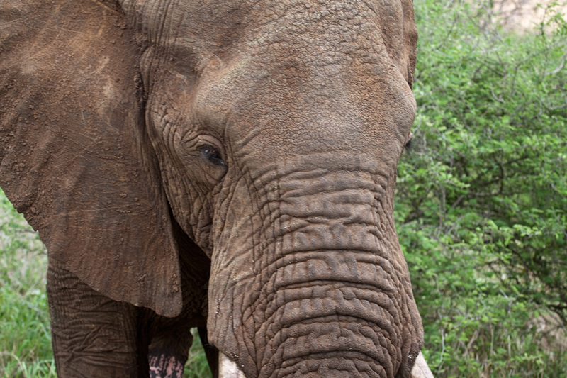 African Elephant, En Route Skukuza to Olifant's Rest Camp, Kruger National Park, South Africa