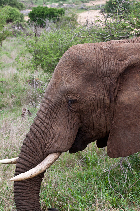 African Elephant, En Route Skukuza to Olifant's Rest Camp, Kruger National Park, South Africa