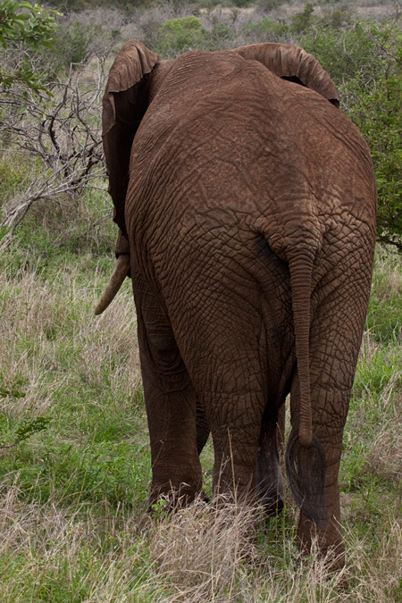 African Elephant, En Route Skukuza to Olifant's Rest Camp, Kruger National Park, South Africa